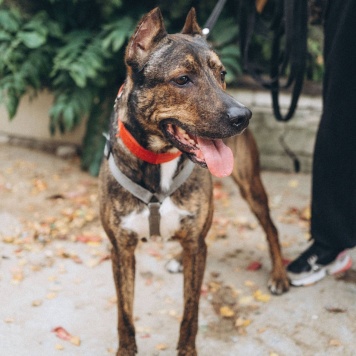 Собаки в добрые руки - Лайк - 3