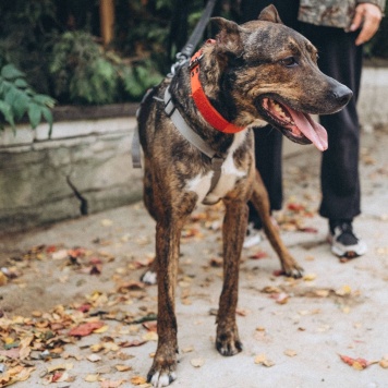 Собаки в добрые руки - Лайк - 4