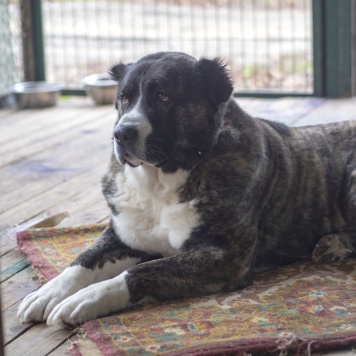 Собаки в добрые руки - Мышель - 2