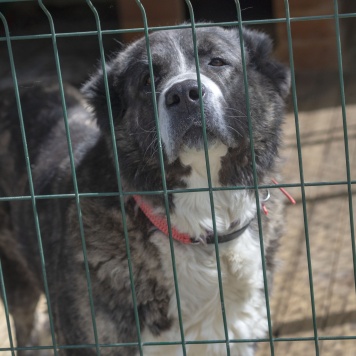 Собаки в добрые руки - Мышель - 4
