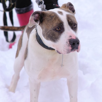 Рассел - Собаки в добрые руки