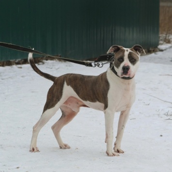 Собаки в добрые руки - Рассел - 1