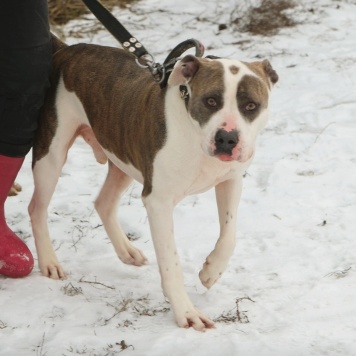 Собаки в добрые руки - Рассел - 2