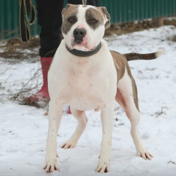 Собаки в добрые руки - Рассел - 3