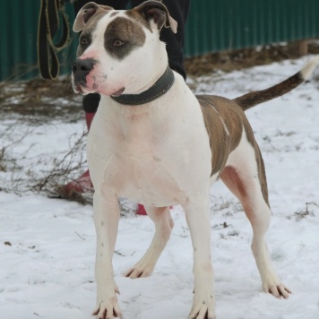 Собаки в добрые руки - Рассел - 4