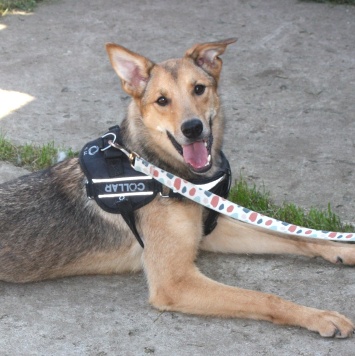 Собаки в добрые руки - Ариша