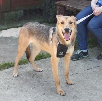 Собаки в добрые руки - Ариша - 1