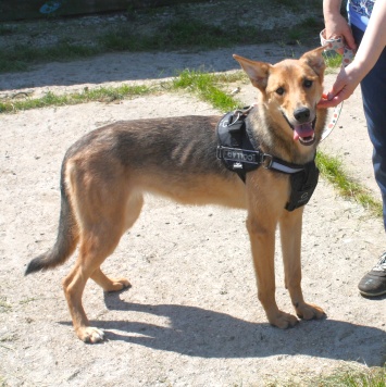 Собаки в добрые руки - Ариша - 2