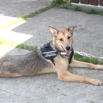 Собаки в добрые руки - Ариша - 4