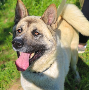 Собаки в добрые руки - Пассат