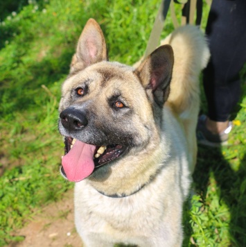 Собаки в добрые руки - Пассат - 1