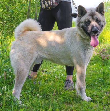 Собаки в добрые руки - Пассат - 2