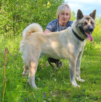 Собаки в добрые руки - Пассат - 3