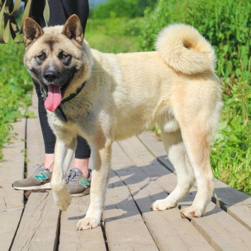 Собаки в добрые руки - Пассат - 4