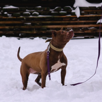 Собаки в добрые руки - Гертруда - 2