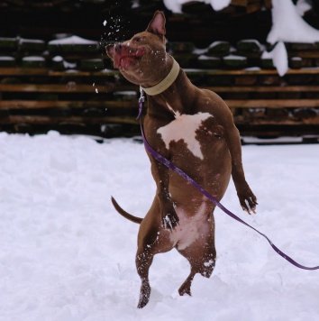 Собаки в добрые руки - Гертруда - 3