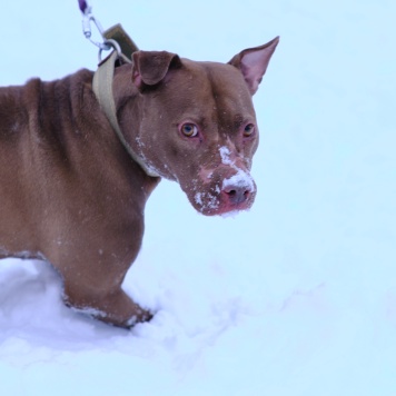 Собаки в добрые руки - Гертруда - 4