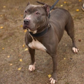 Собаки в добрые руки - Тофита