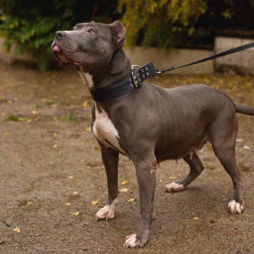 Собаки в добрые руки - Тофита - 1