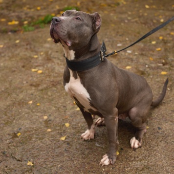 Собаки в добрые руки - Тофита - 3