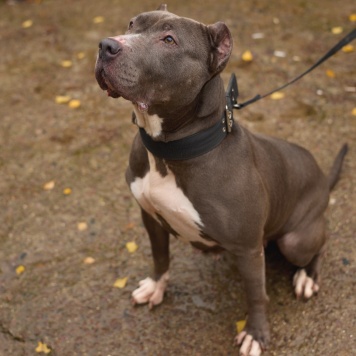 Собаки в добрые руки - Тофита - 4