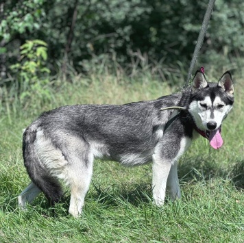 Собаки в добрые руки - Джина - 4