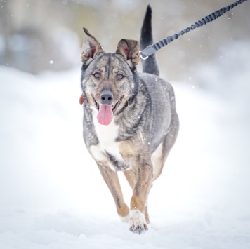 Собаки в добрые руки - Мэри