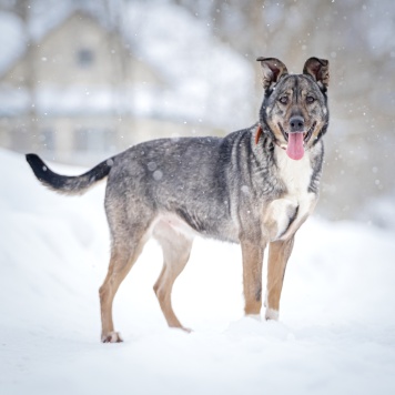 Собаки в добрые руки - Мэри - 1