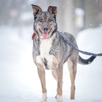 Собаки в добрые руки - Мэри - 2