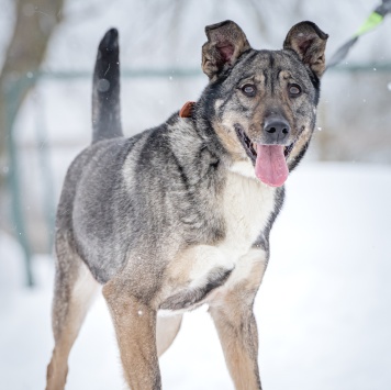 Собаки в добрые руки - Мэри - 3