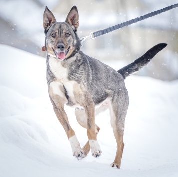 Собаки в добрые руки - Мэри - 4