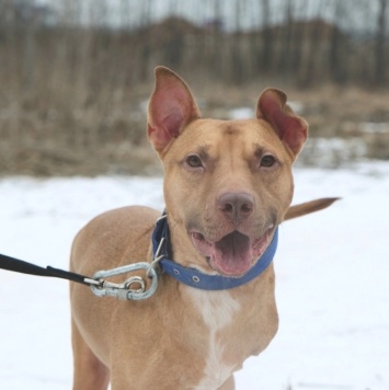 Собаки в добрые руки - Гани