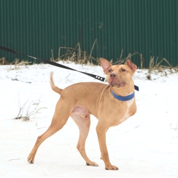 Собаки в добрые руки - Гани - 1