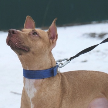 Собаки в добрые руки - Гани - 2