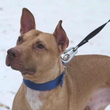 Собаки в добрые руки - Гани - 3