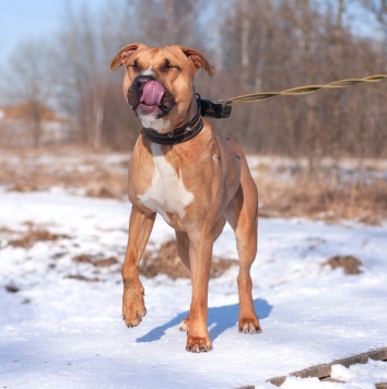 Собаки в добрые руки - Федор - 1