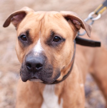 Собаки в добрые руки - Федор - 2