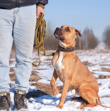 Собаки в добрые руки - Федор - 3