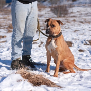 Собаки в добрые руки - Федор - 4