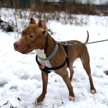 Дукалис - Собаки в добрые руки