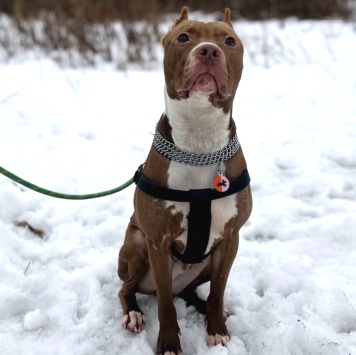 Собаки в добрые руки - Дукалис - 1