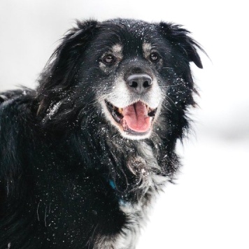 Собаки в добрые руки - Шамиль
