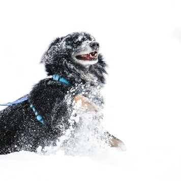 Собаки в добрые руки - Шамиль - 1