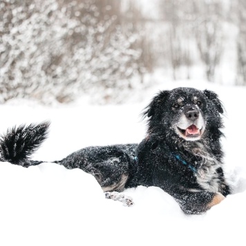 Собаки в добрые руки - Шамиль - 2
