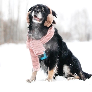 Собаки в добрые руки - Шамиль - 3