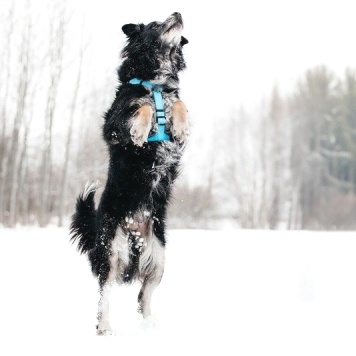 Собаки в добрые руки - Шамиль - 4