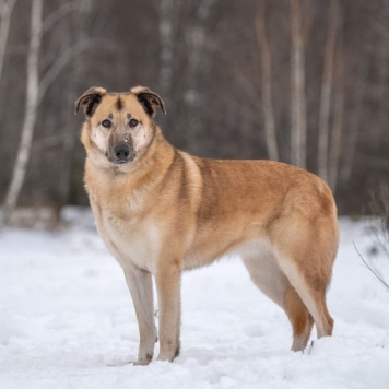 Собаки в добрые руки - Дейзи