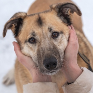 Собаки в добрые руки - Дейзи - 1