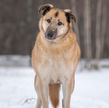 Собаки в добрые руки - Дейзи - 3