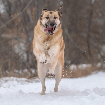 Собаки в добрые руки - Дейзи - 4
